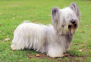 Skye-Terrier-Puppy