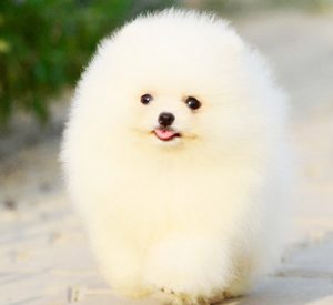 cute-pomerian-dog