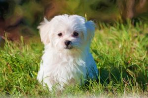 maltese-small-dog-breed