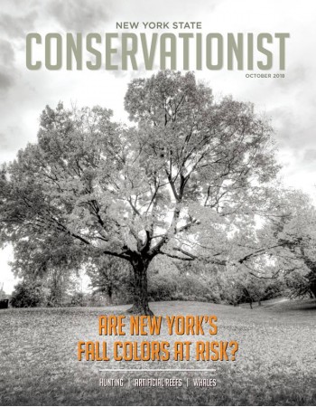 Conservationist Magazine Subscription